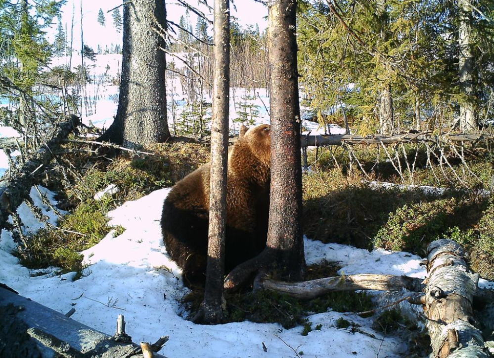 ZAIM BEAR COVER SCENT LURE Maskindelar