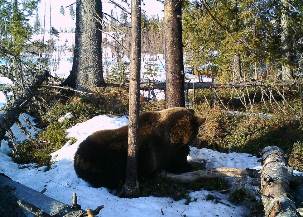 ZAIM BEAR COVER SCENT LURE Maskindelar