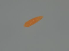 SJÄLVLYSANDE MAGGOT RÄKSMAK - MAGGOT MED RÄKSMAK