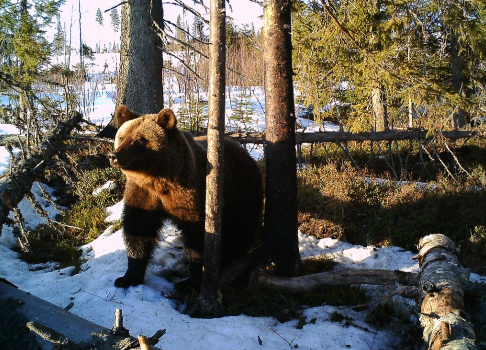 Z-AIM BEAR COVER SCENT LURE - LOCKMEDEL-BJÖRN-1138