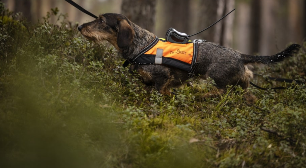 HUNDPEJL FÖR 2G 4G-NÄTVERK G10iI - GPS290211